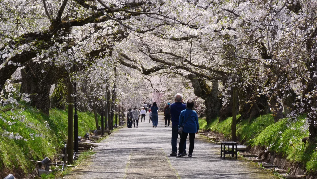 徳佐八幡宮の桜