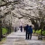 徳佐八幡宮の桜