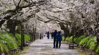 【BGV】徳佐八幡宮の桜のショート動画を制作しました《山口県山口市》