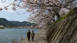 【BGV】河添河川敷の桜のショート動画を制作しました《山口県萩市》