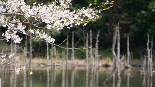【BGV】一の俣桜公園の桜のショート動画を制作しました《山口県下関市》
