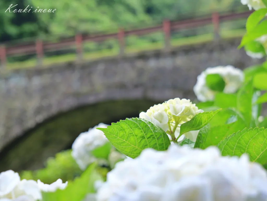 三見橋の紫陽花_2025