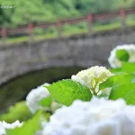 三見橋の紫陽花_2025