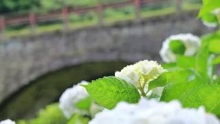 【BGV】三見橋(眼鏡橋)の紫陽花のショート動画を制作しました《山口県萩市》