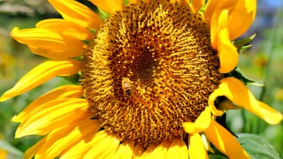 【BGV】萩市のむつみひまわりロードのひまわりのショート動画を制作しました《山口県萩市》