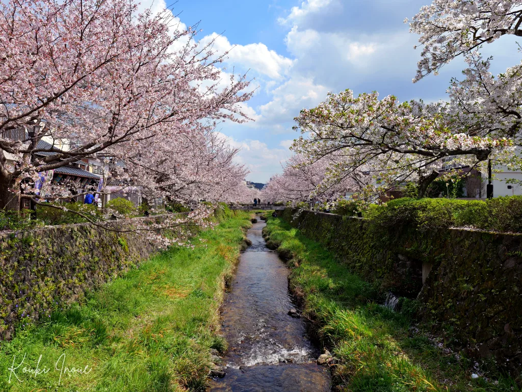一の坂川の桜 2026年春｜山口市