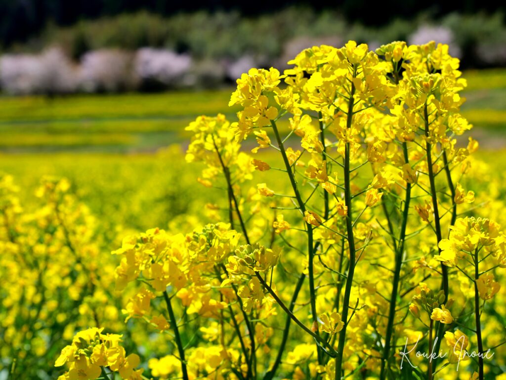 むつみフラワーロードの菜の花 2026年春|萩市