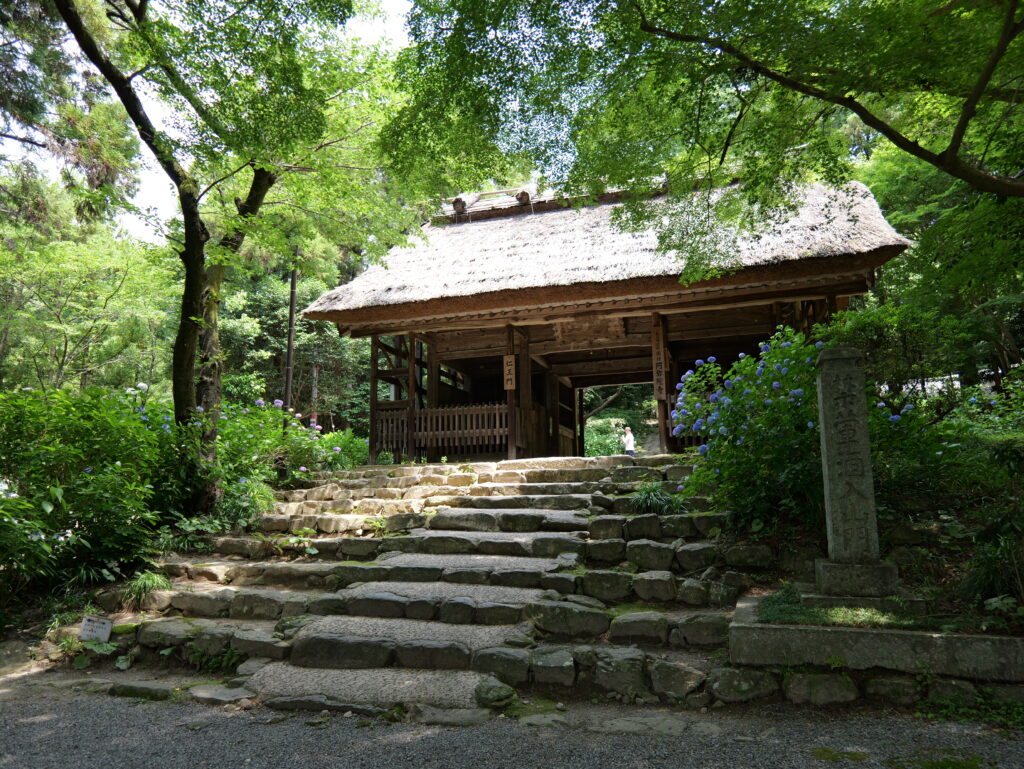 阿弥陀寺のアジサイまつり 2026年|山口県防府市
