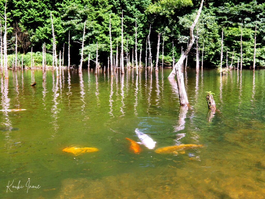 まるでジブリの世界。神秘的な「蒼霧鯉池(一の俣さくら公園)」のシネマチックエモ動画 2026年｜山口県下関市